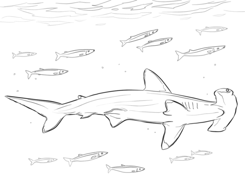 Hammerhead Shark With Pilot Fishes Coloring Page